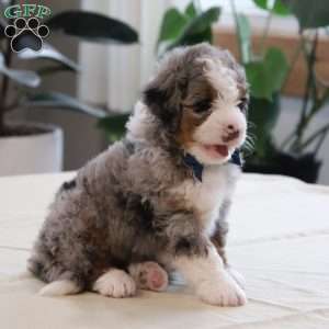 Jake, Mini Bernedoodle Puppy